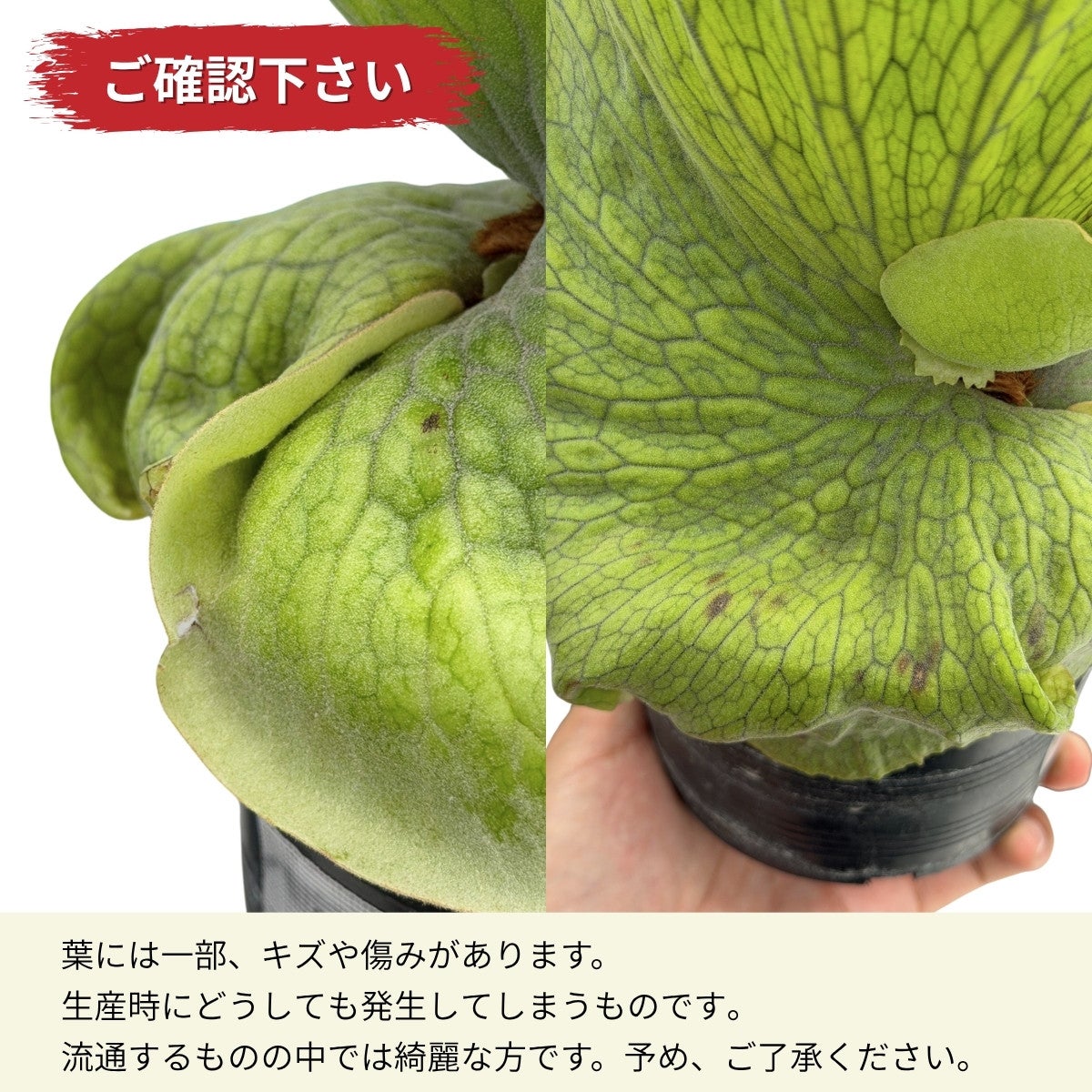 ビカクシダ・ワンダエ（育て方付き）｜板付けにおすすめ