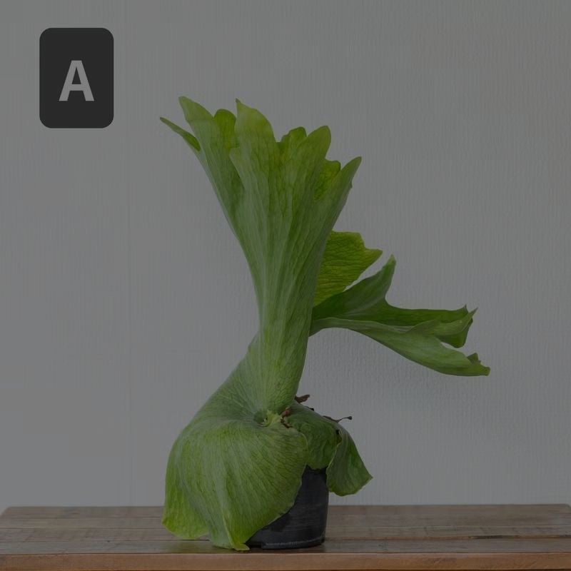 【届いてすぐ飾れる】ビカクシダ ワンダエ ドワーフ メッシュ板付 ビカクシダ・ワンダエ（育て方付き）｜板付けにおすすめ