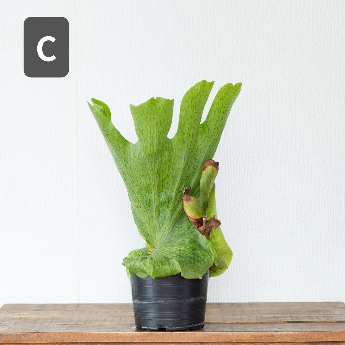 【届いてすぐ飾れる】ビカクシダ ワンダエ ドワーフ メッシュ板付 ビカクシダ・ワンダエ（育て方付き）｜板付けにおすすめ