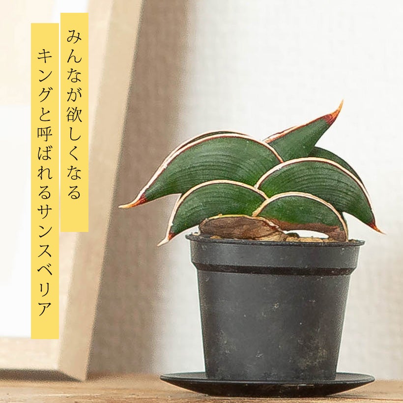 ロリダ」平たい扇形に育つ、キングと呼ばれるサンスベリア