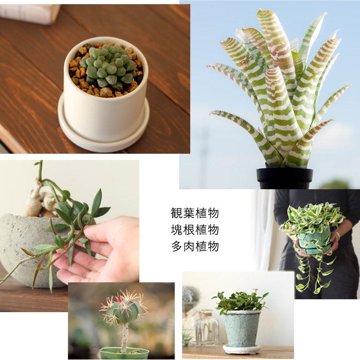 プレミアム用土LIGHTにお勧めの植物