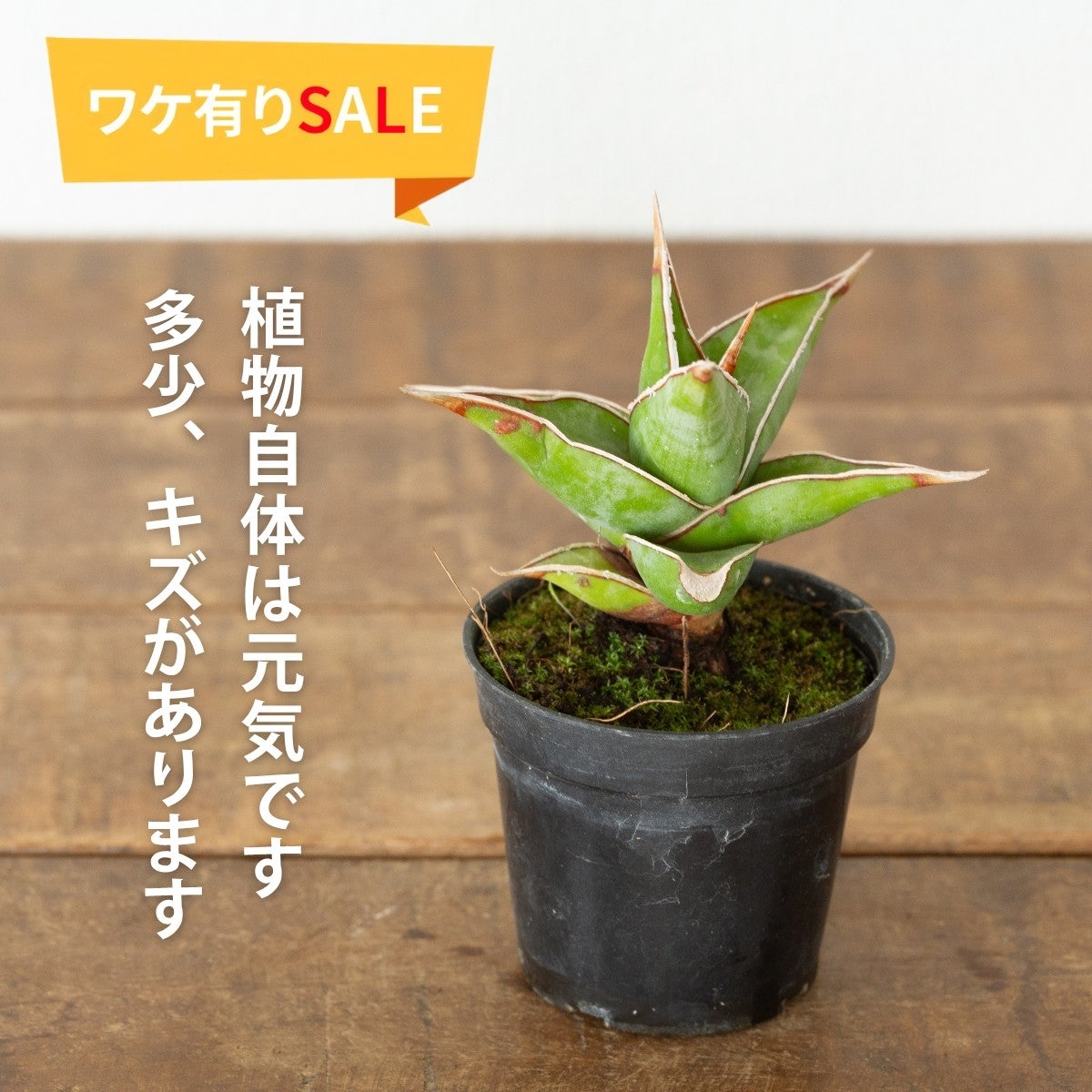 訳あり】サンスベリア・ピングイキュラ（2.5号）・育て方付き