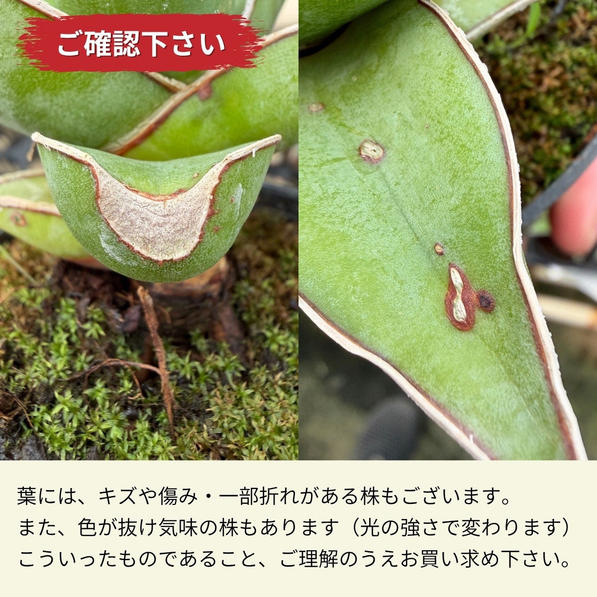 訳あり】サンスベリア・ピングイキュラ（2.5号）・育て方付き