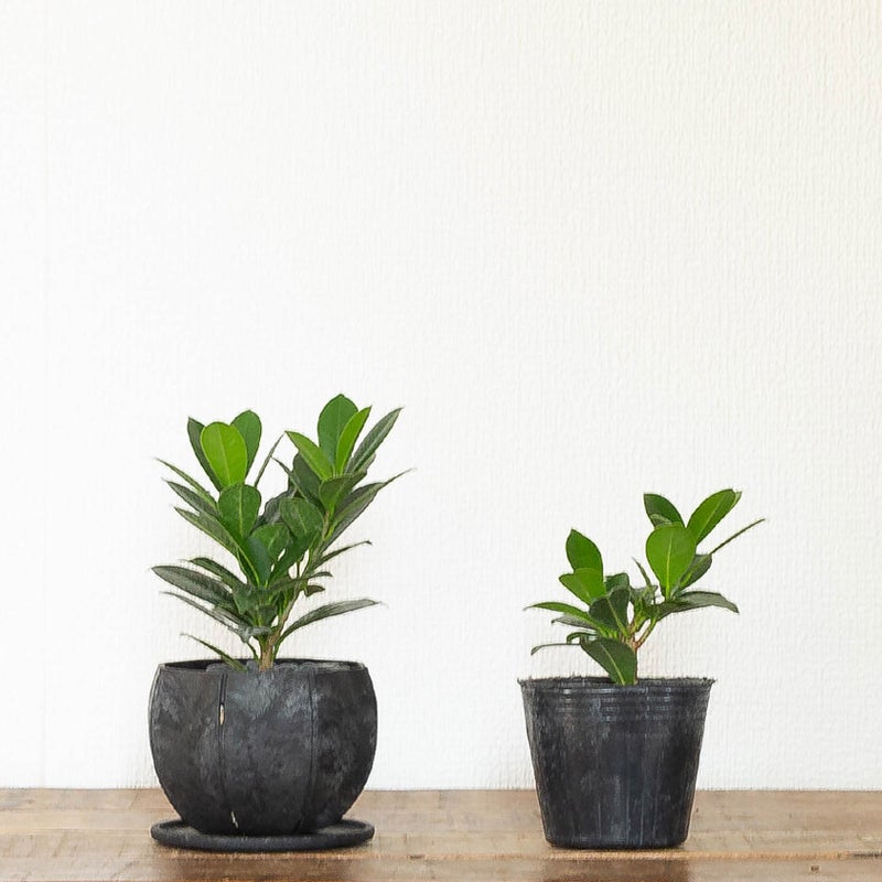 ベビーリーフの苗と植え替えイメージ