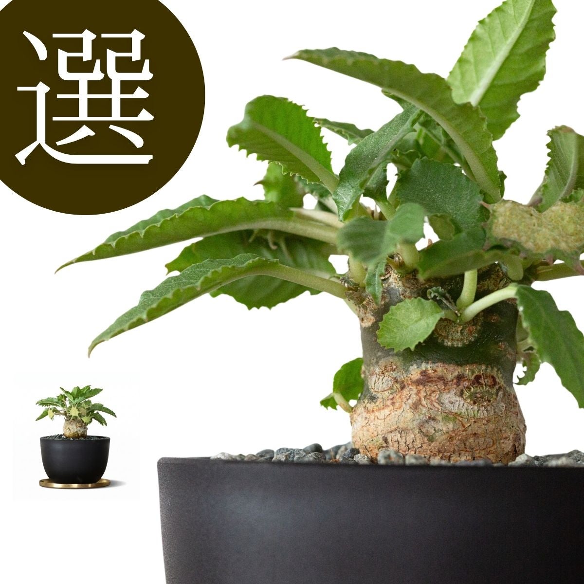 塊根植物コーデックスとは？観葉植物専門店がおすすめする種類