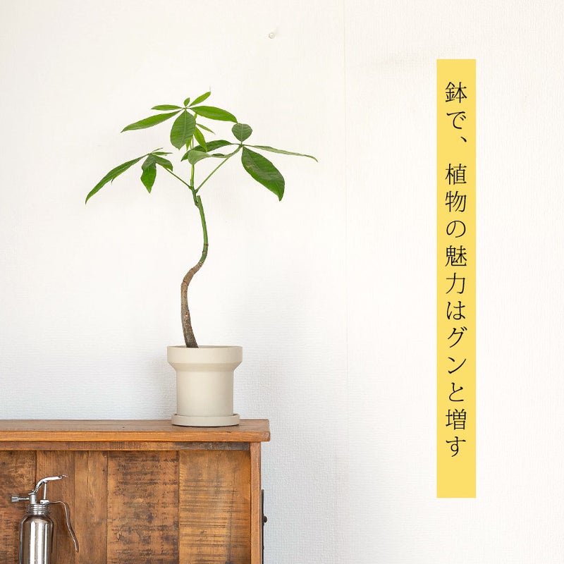 パキラを植え替えた写真