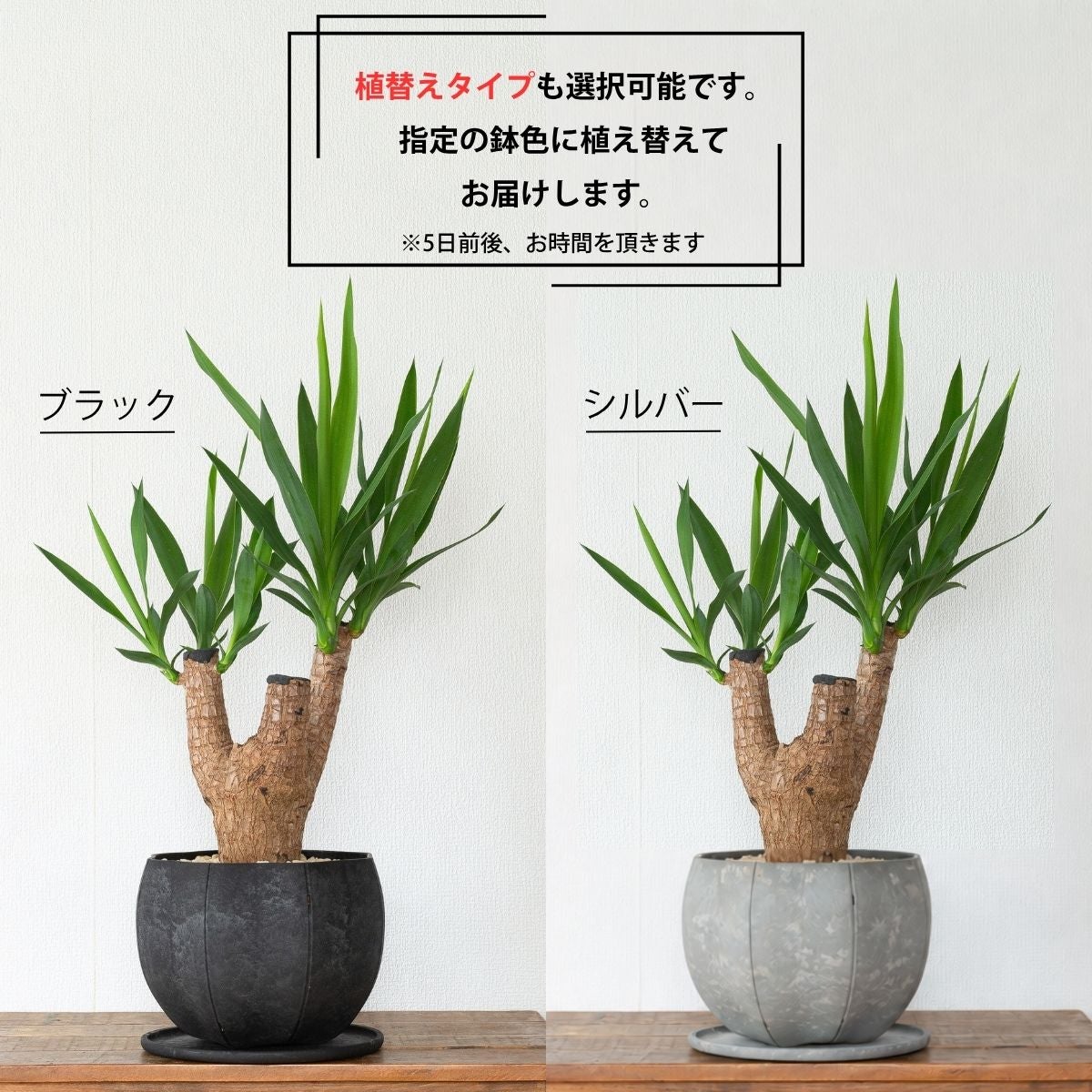 ユッカ・エレファンティペス(青年の木)の画像