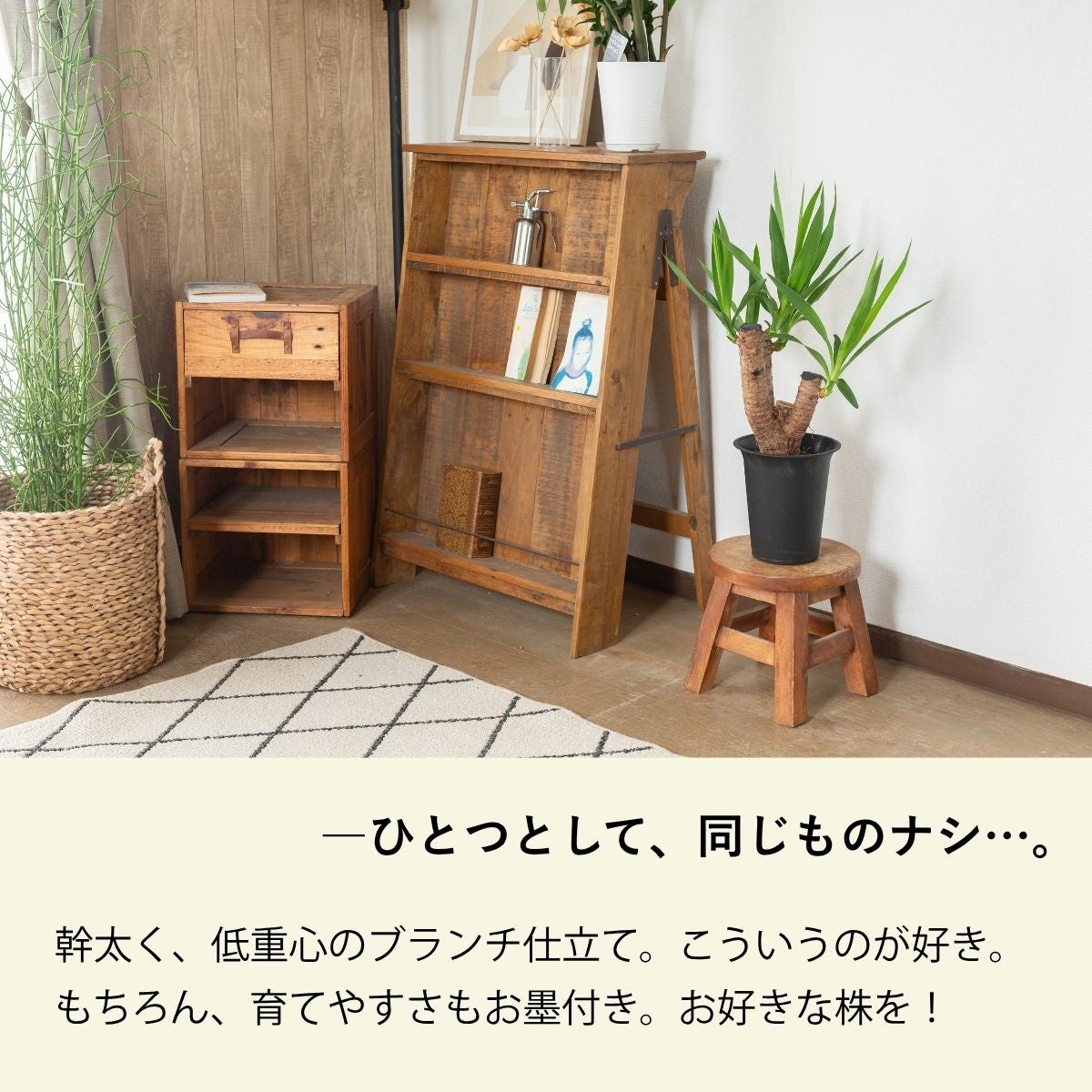 ユッカ・エレファンティペス（青年の木）の画像