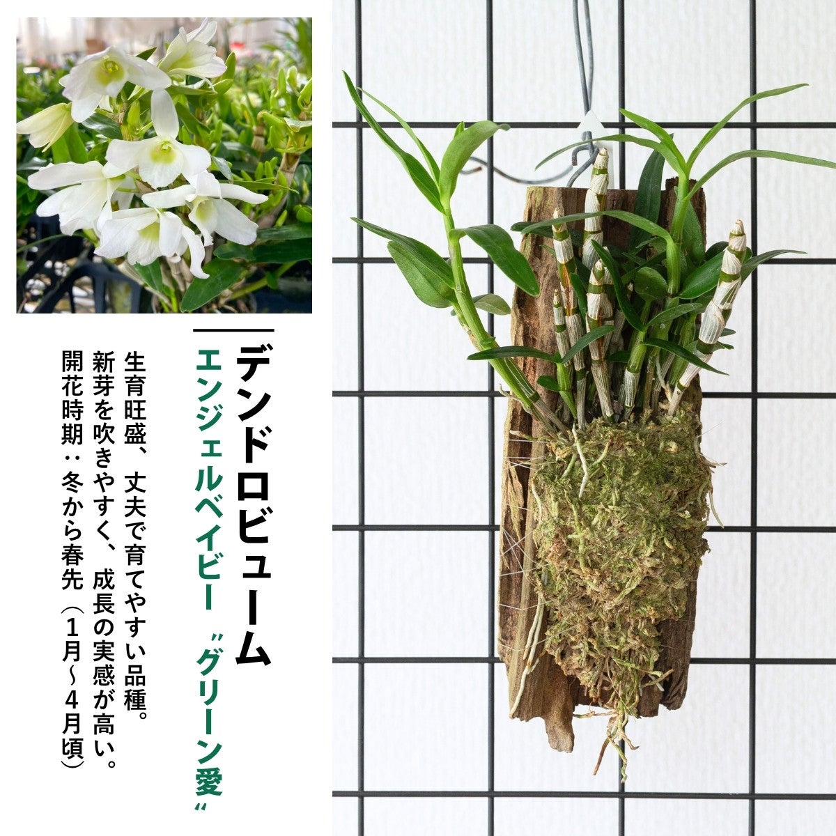 流木仕立て3種の着生ラン（育て方付き）｜グリーン愛・シルコッキー