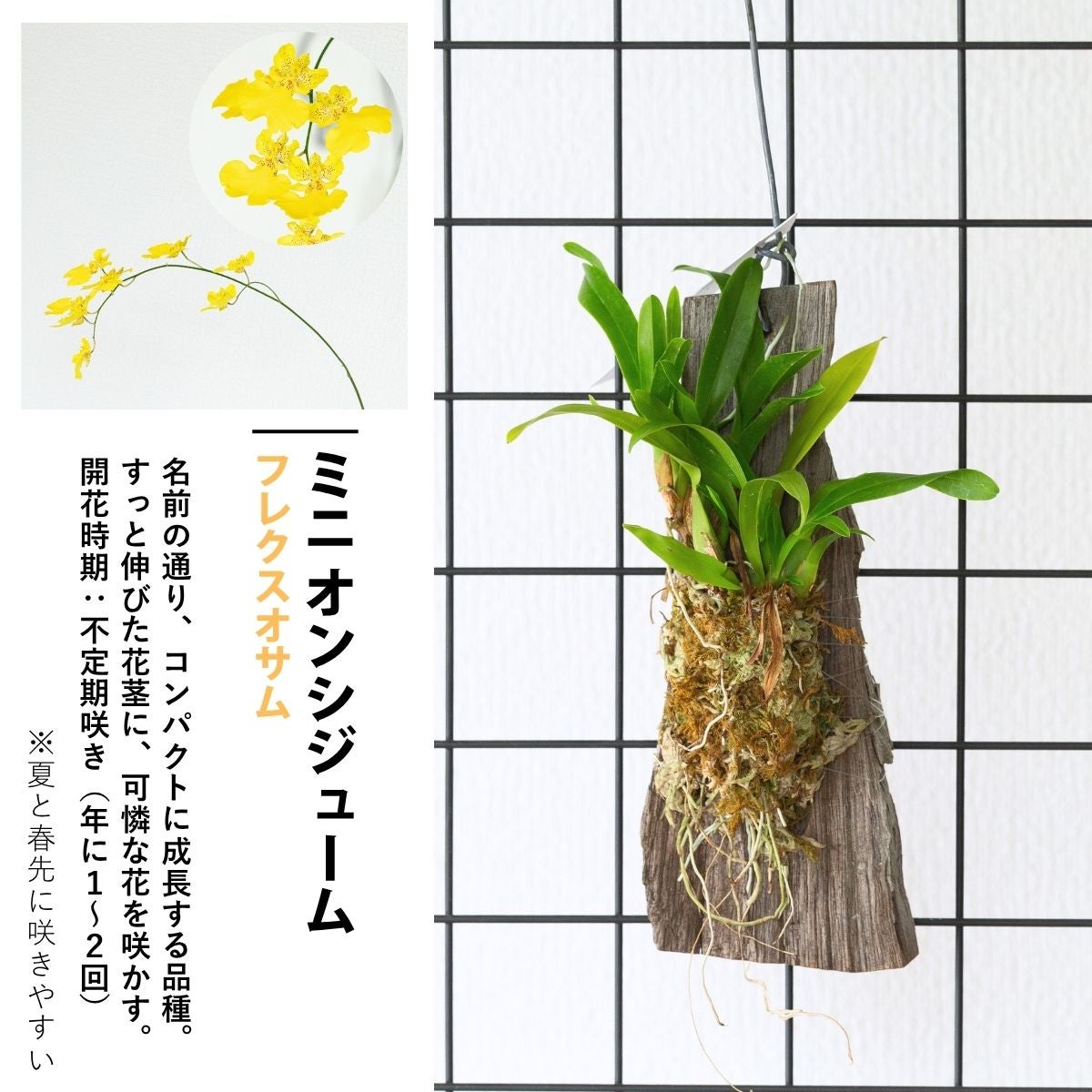 流木仕立て3種の着生ラン（育て方付き）｜グリーン愛・シルコッキー