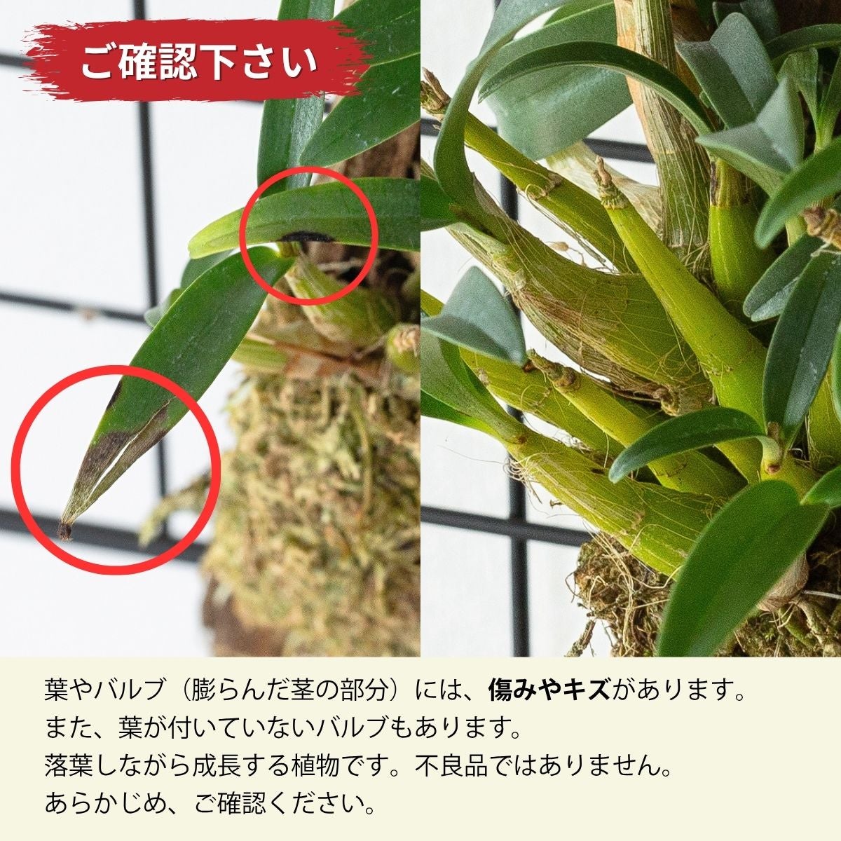 流木仕立て3種の着生ラン（育て方付き）｜グリーン愛・シルコッキー