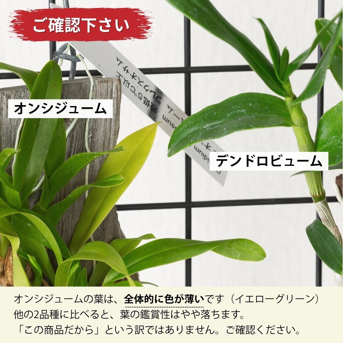 流木仕立て3種の着生ラン（育て方付き）｜グリーン愛・シルコッキー