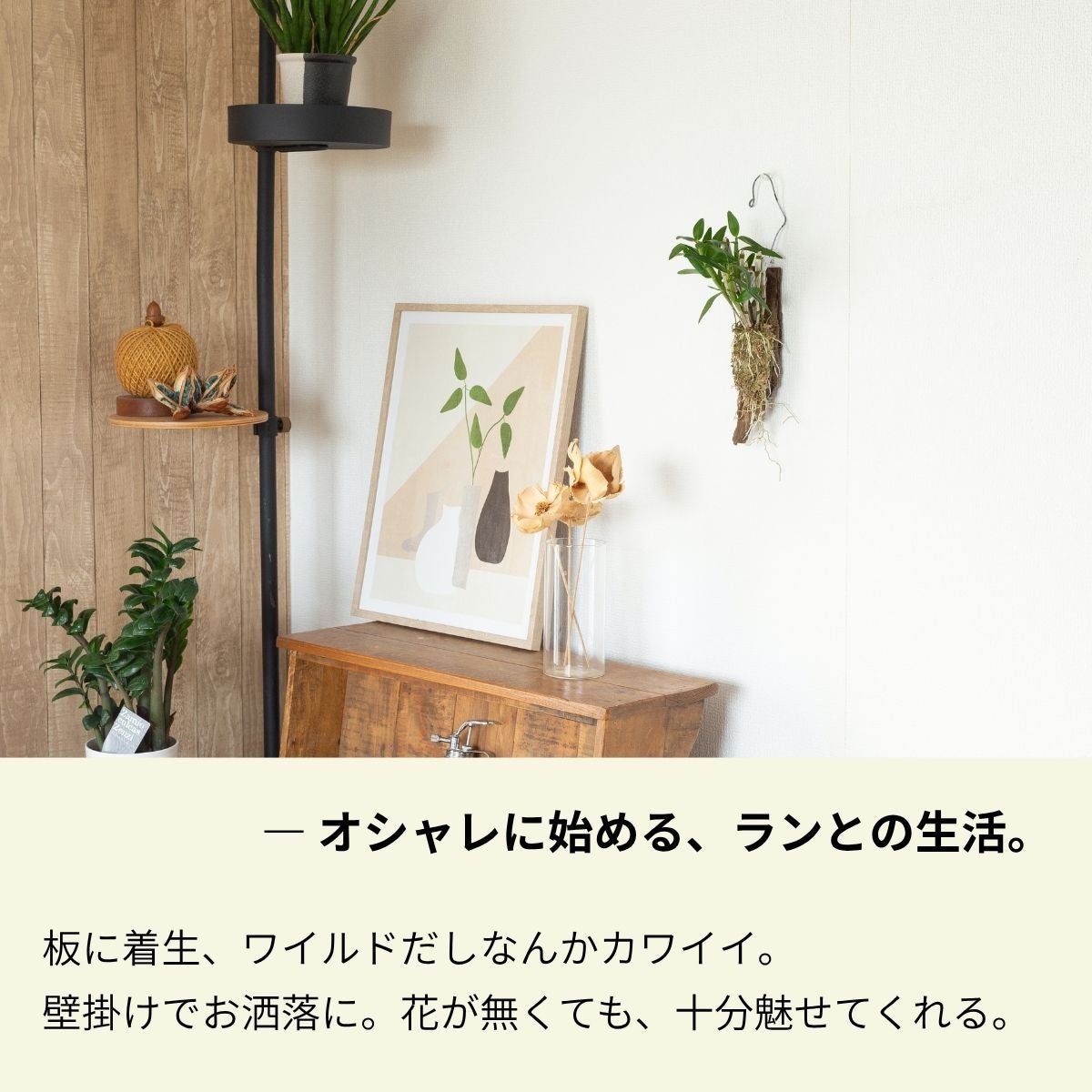 流木仕立て3種の着生ラン（育て方付き）｜グリーン愛・シルコッキー