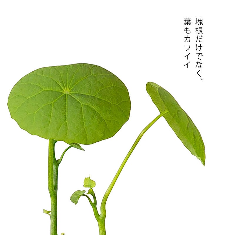 ステファニアセファランタの葉