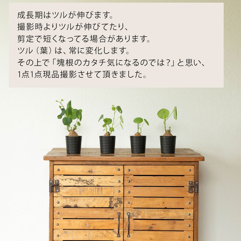ステファニアセファランタを台の上に並べて