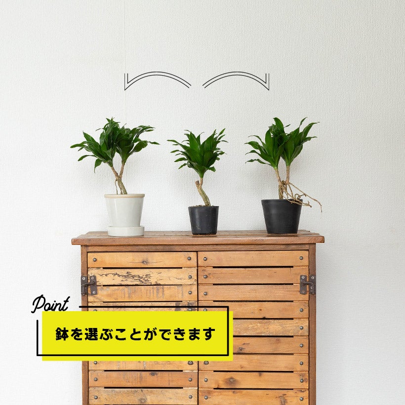 鉢のバリエーション