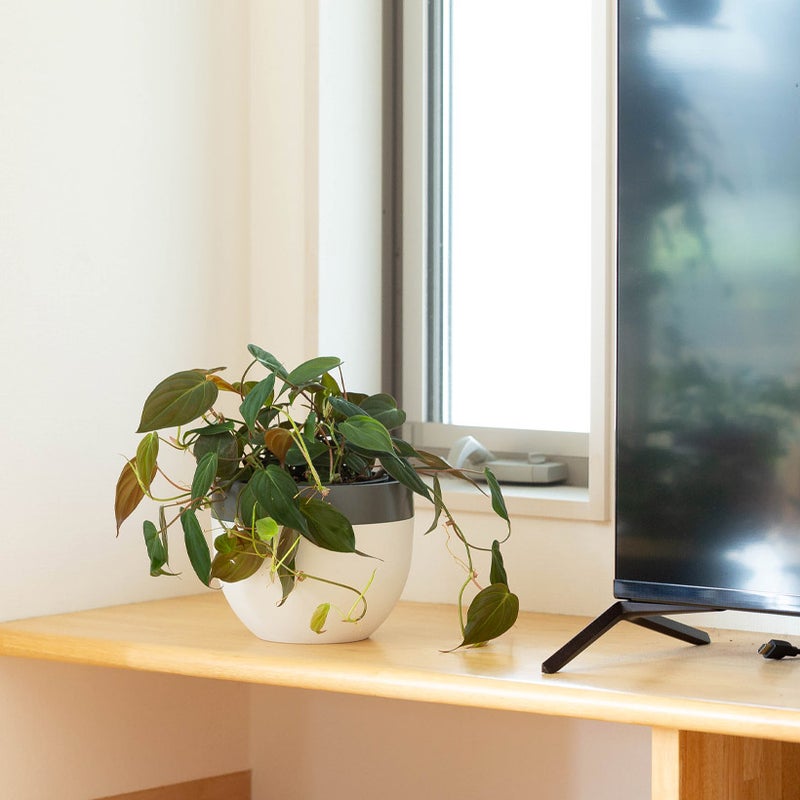フィロデンドロンミカンス