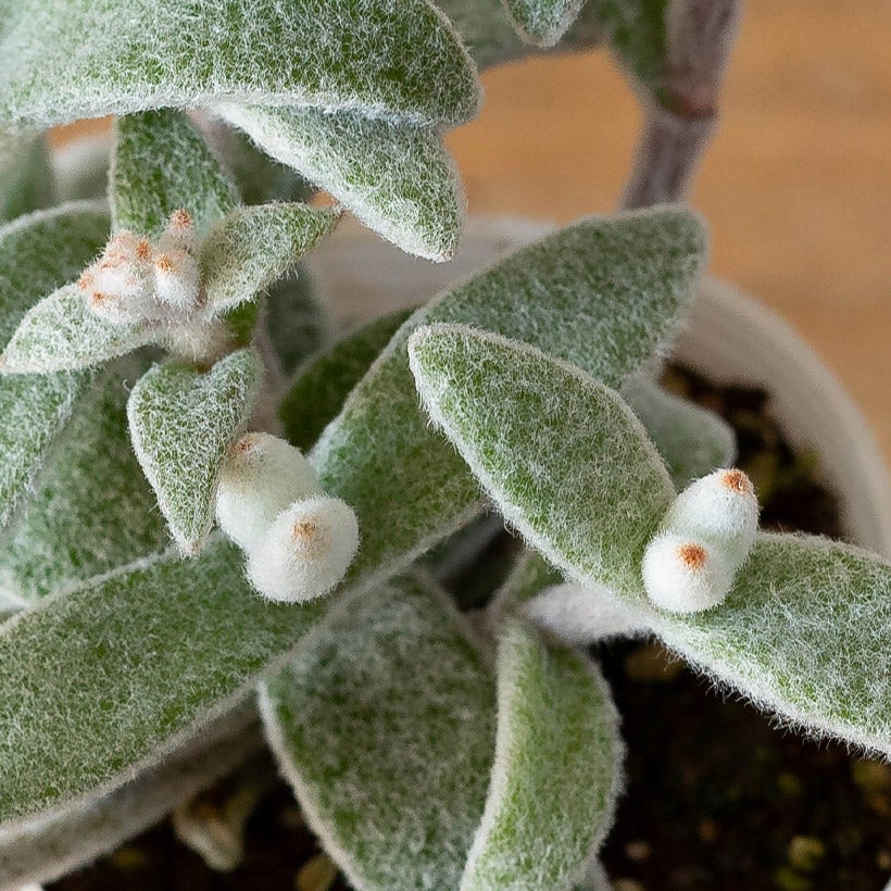 ぬいぐるみカランコエ福兎耳（フクトジ）Snow White Panda Plant