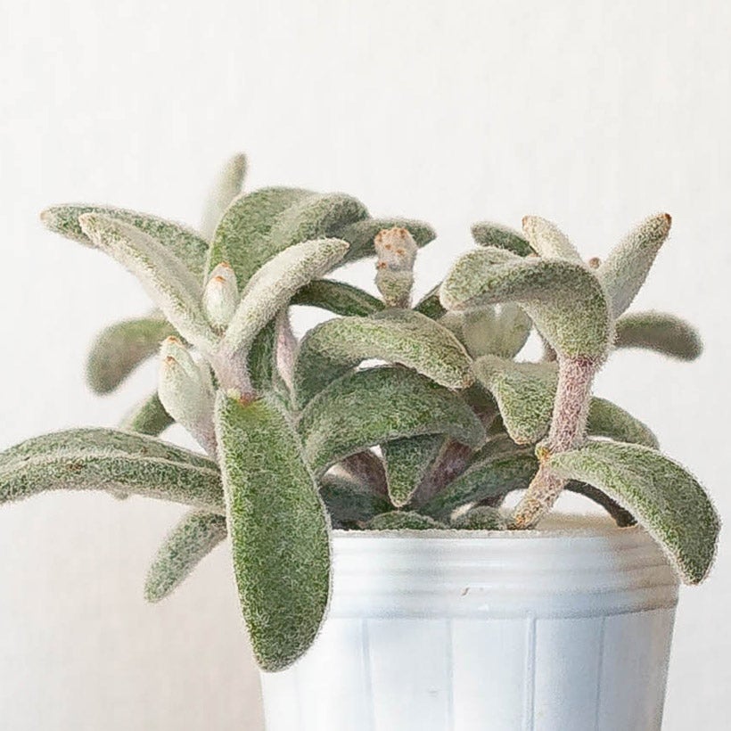 ぬいぐるみカランコエ福兎耳（フクトジ）Snow White Panda Plant