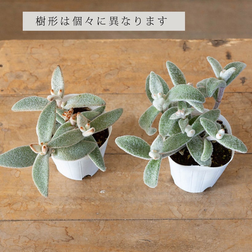 ぬいぐるみカランコエ福兎耳（フクトジ）Snow White Panda Plant