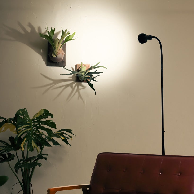 小さなテーブルの上で塊根植物を育てる