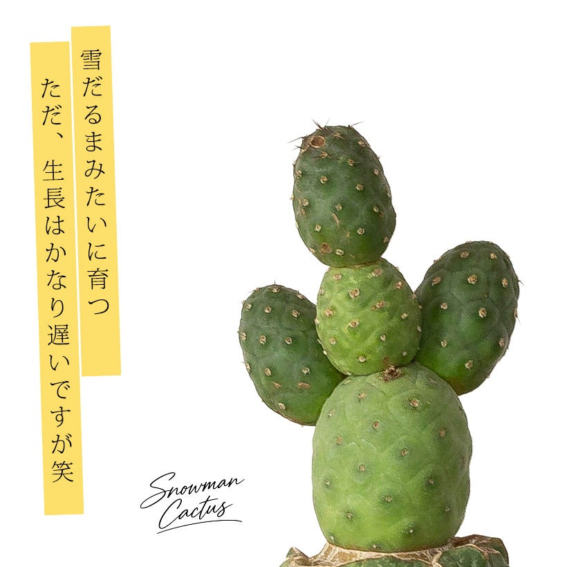 ドラゴンの卵」ことテフロカクタス・ゲオメトリクス（習志野）