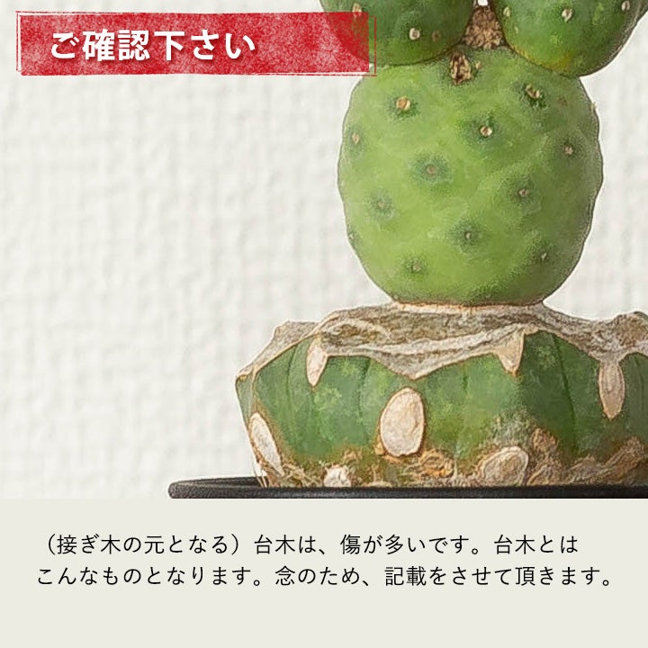 接ぎ木】テフロカクタス・ゲオメトリクス（雪だるまカクタス）