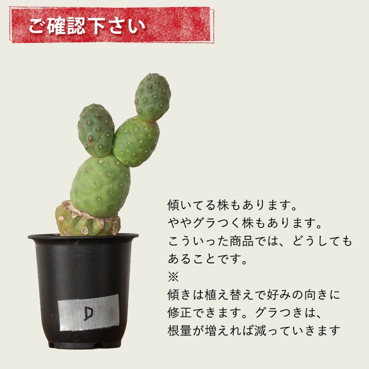 テフロカクタス　ゲオメトリクス　接ぎ木株 接ぎ木】テフロカクタス・ゲオメトリクス（雪だるまカクタス）