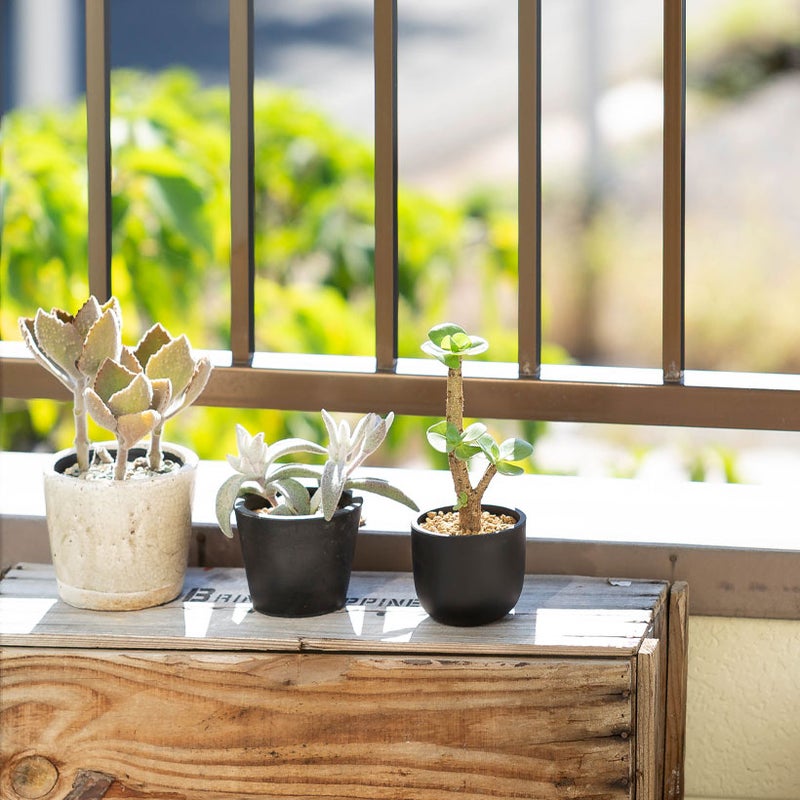 モロコエンシスを植え替え棚の上に