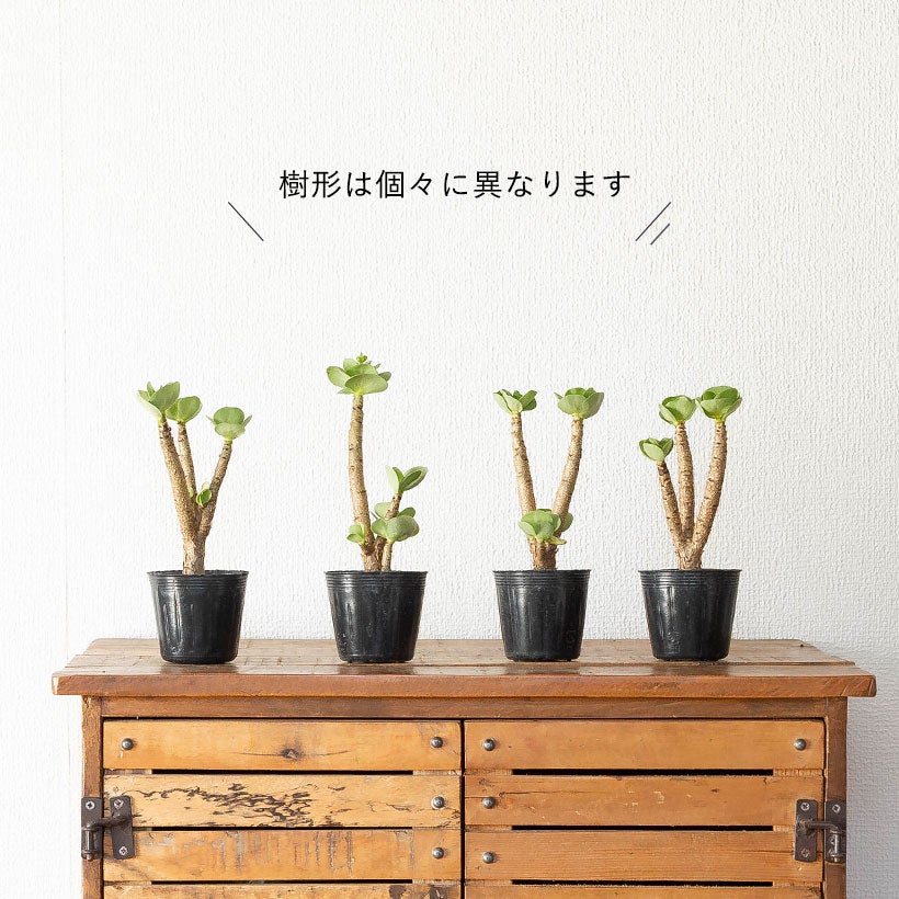 モロコエンシス（多幸樹）黄色の花が咲く不思議な多肉植物|育て方付き
