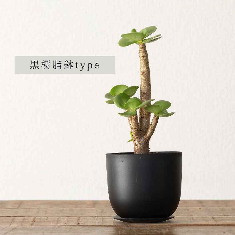 モロコエンシス（多幸樹）黄色の花が咲く不思議な多肉植物|育て方付き