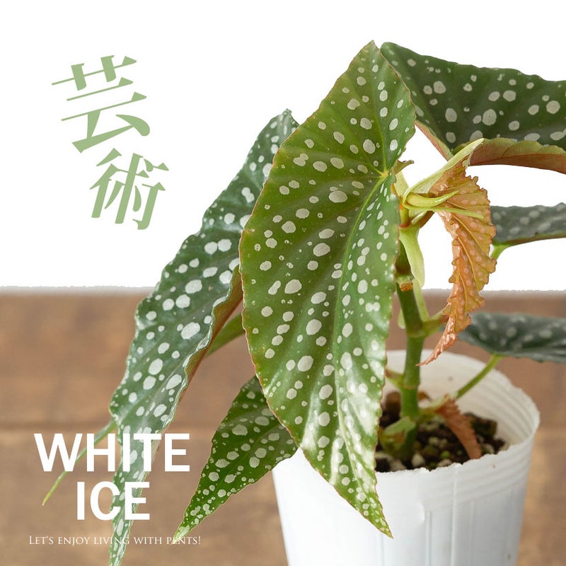 ベゴニアホワイトアイス