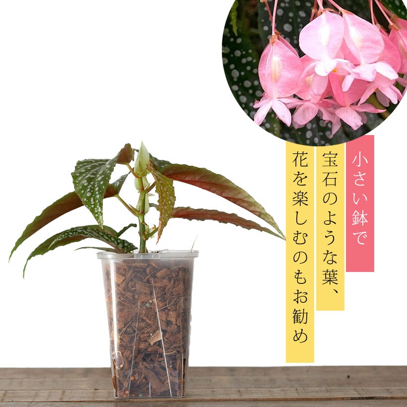 木立ちベゴニア「ホワイトアイス」ピンクの花も咲く宝石のような美しさ