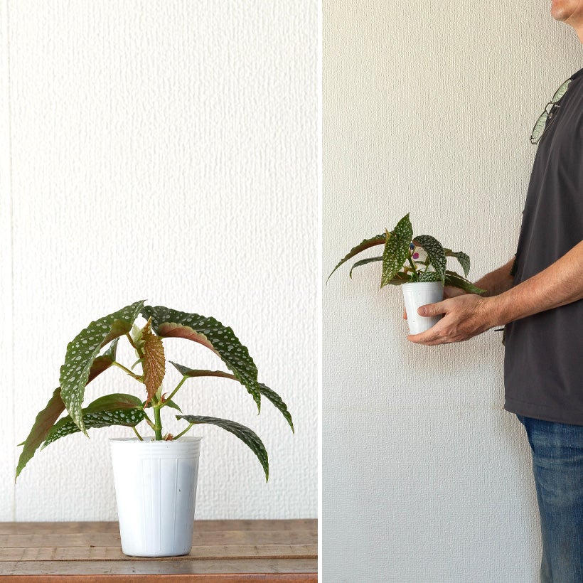 木立ちベゴニア「ホワイトアイス」ピンクの花も咲く宝石のような美しさ