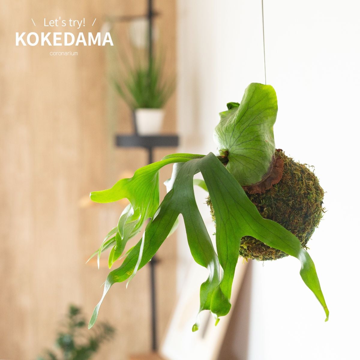 窓辺に吊るしたビカクシダ・コロナリウムの苔玉の画像