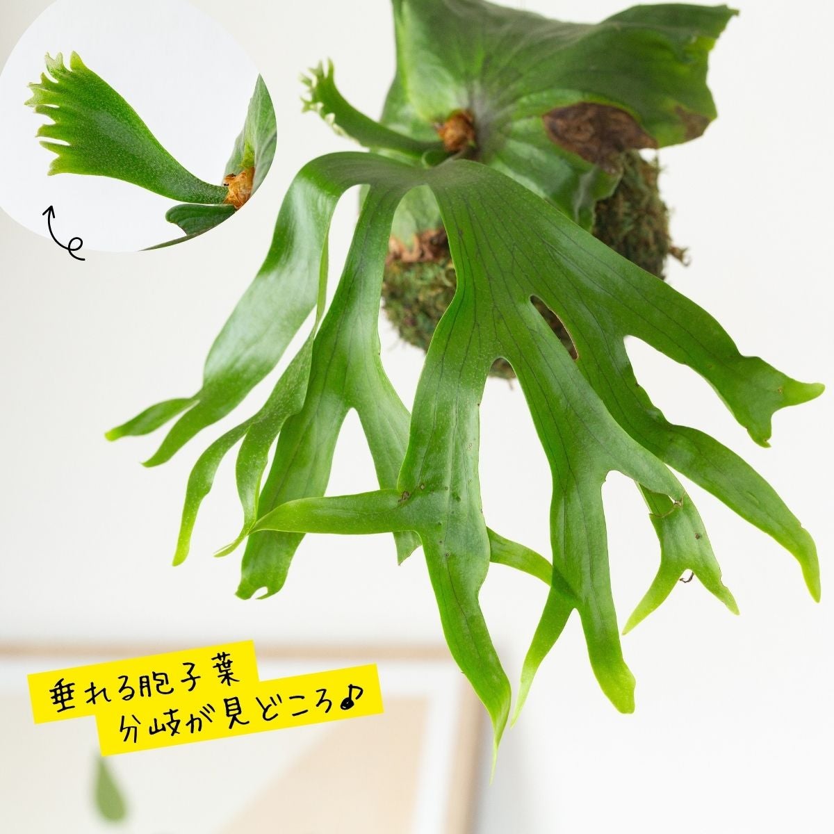 枝分かれしながら垂れるコロナリウムの胞子葉の画像