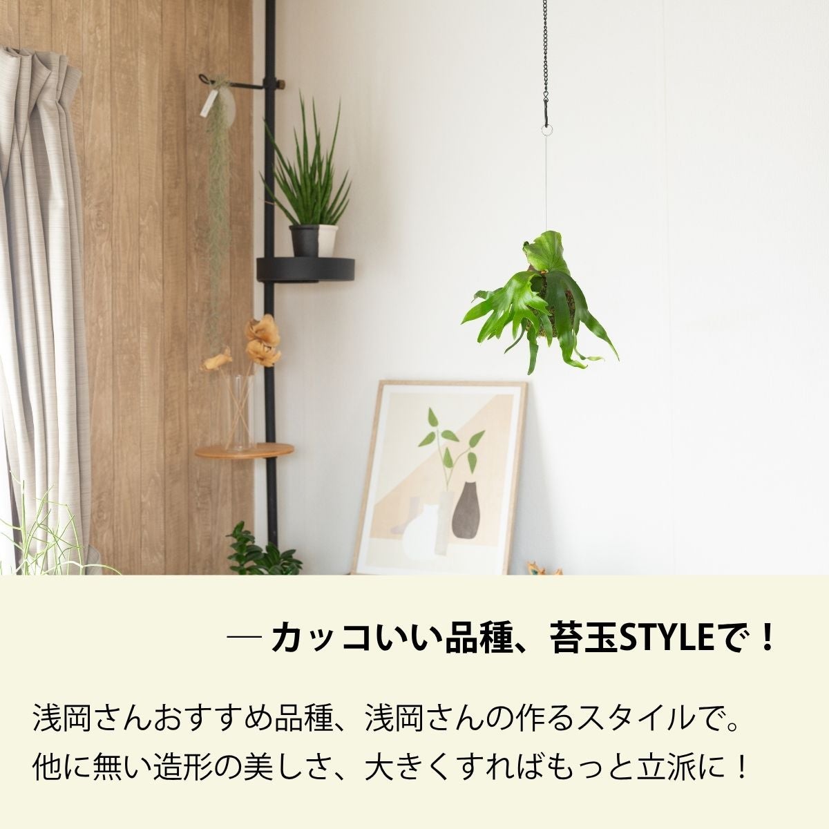 カッコいい品種、苔玉STYLEで!と書かれたコロナリウムの苔玉の画像